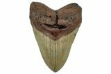 Fossil Megalodon Tooth - North Carolina #299022-1